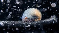 A Paper Nautilus drifts on a piece of ocean debris at night, surrounded by heavy sediment.