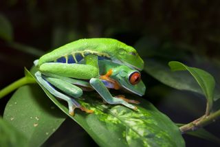 A pair of red-eyed tree frogs (<em>Agalychnis callidryas</em>) mating in the wild.