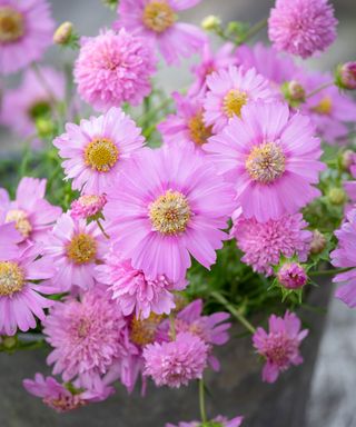 pretty pin flowers of cosmos bipinnatus ‘Pink Popsocks'