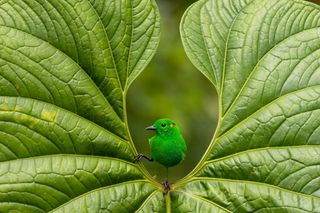 Glistening-green Tanager bird sitting in middle of a green leaf