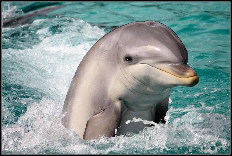 Dolphins Can Sense Magnets, Study Suggests | Live Science