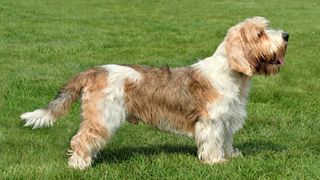 Petit Basset Griffon Vendéen