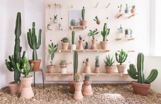 Kaktus København opens succulent new concept store