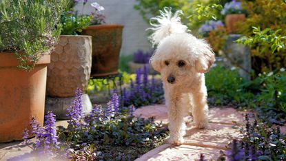 most poisonous plants for dogs: white dog in garden