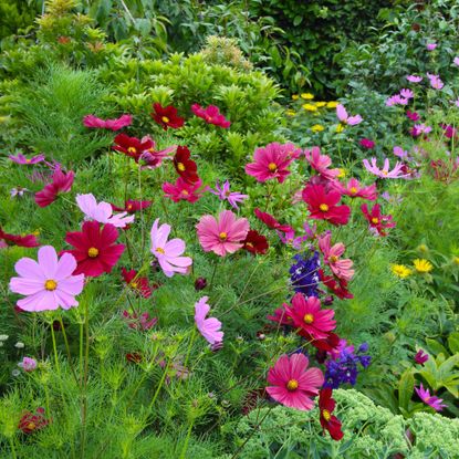 cosmos in garden border