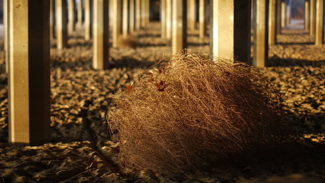 Tumbleweed