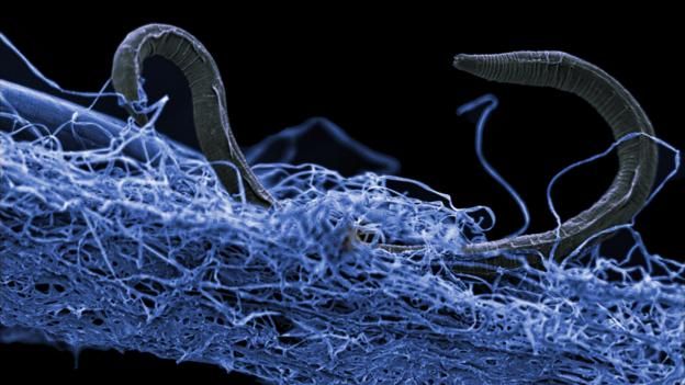 nematode deep underground