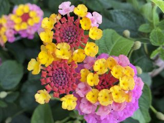 Flower close-up