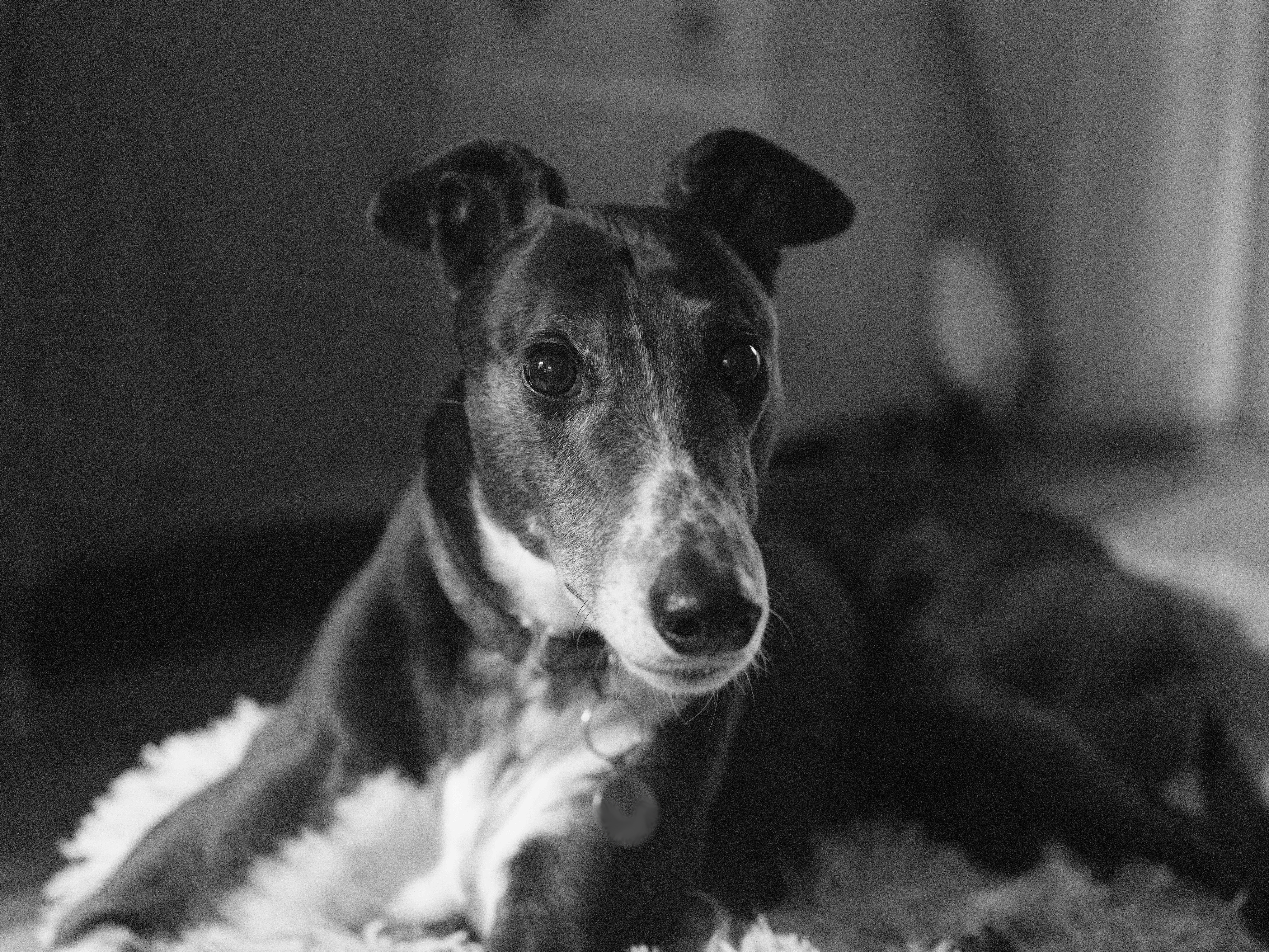 A black and white photo of a greyhound, taken on the Fujifilm GFX100 II