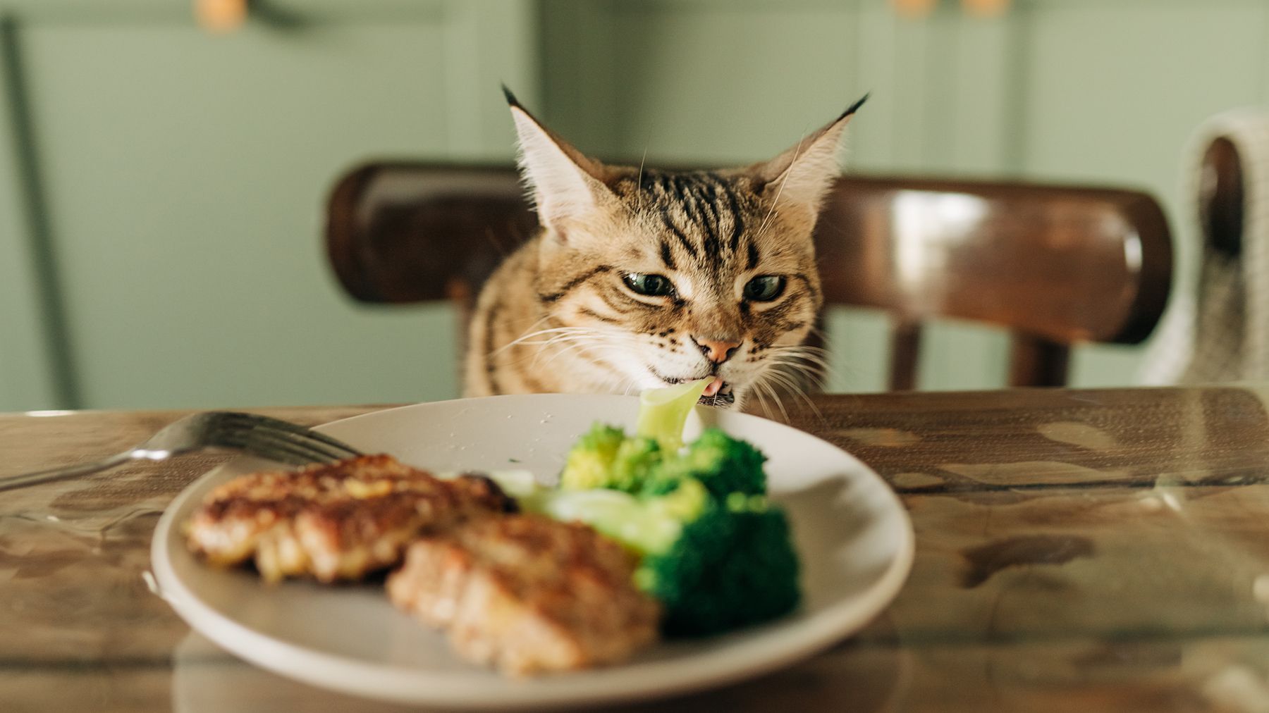 Why your cat is stealing food and how to stop him? PetsRadar