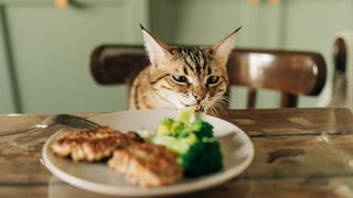 Cat stealing from plate of food