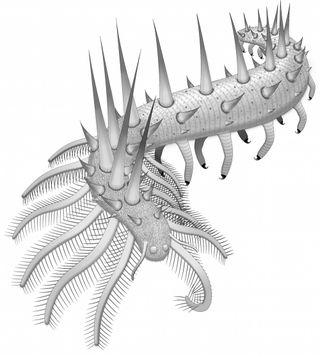 cambrian lobopodia illustration