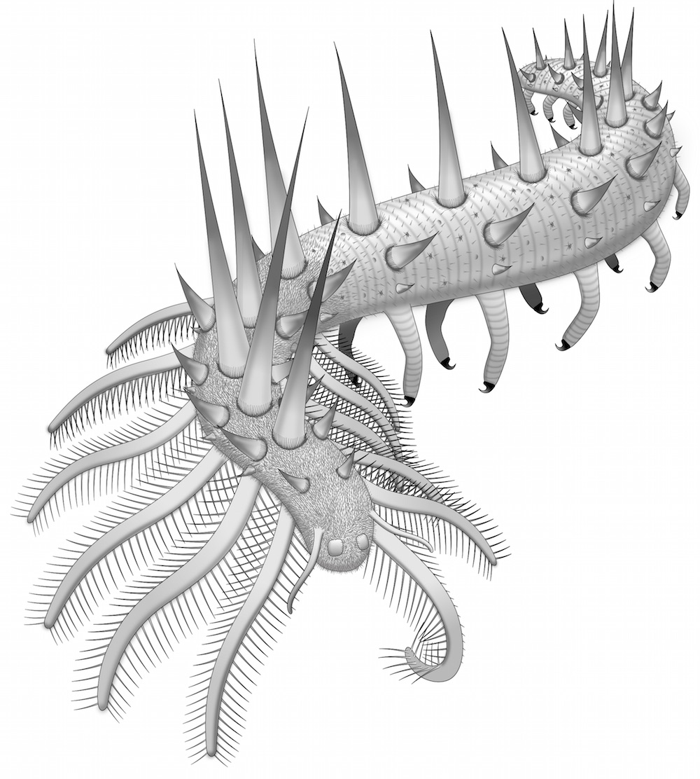 cambrian lobopodia illustration