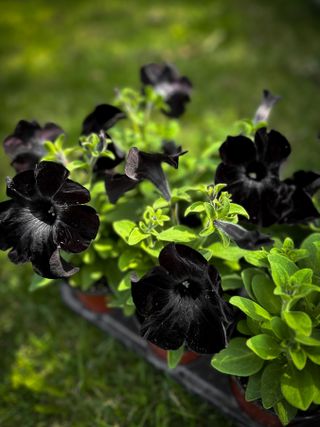 A close-up of black mamba petunias