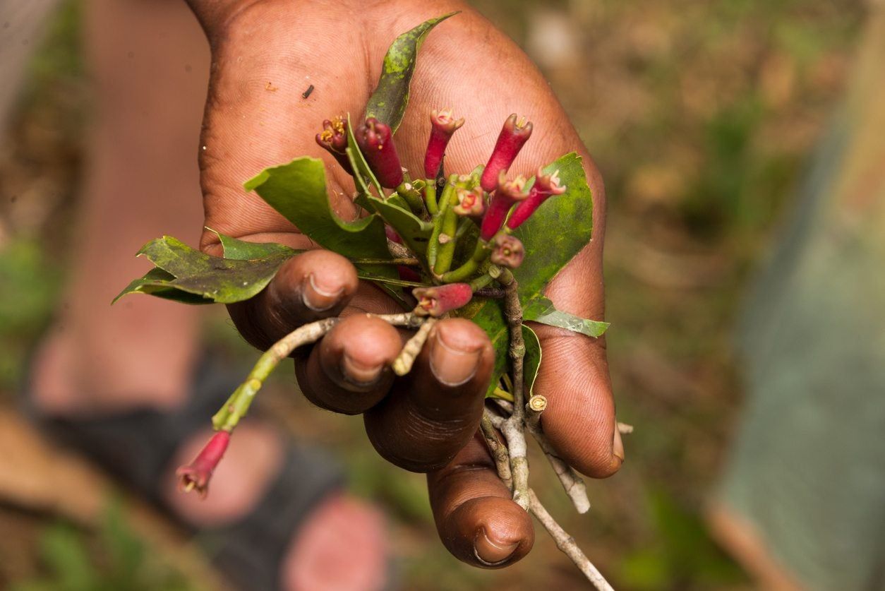 Gardener Hand Holding Clove Tree Roots