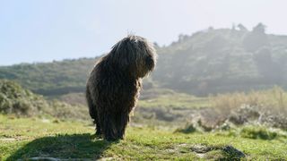 Puli dog standing on mountain