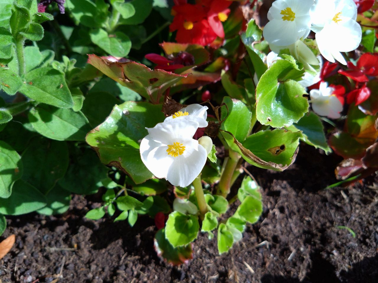 Sony Xperia 10 IV camera sample showing flowers close-up