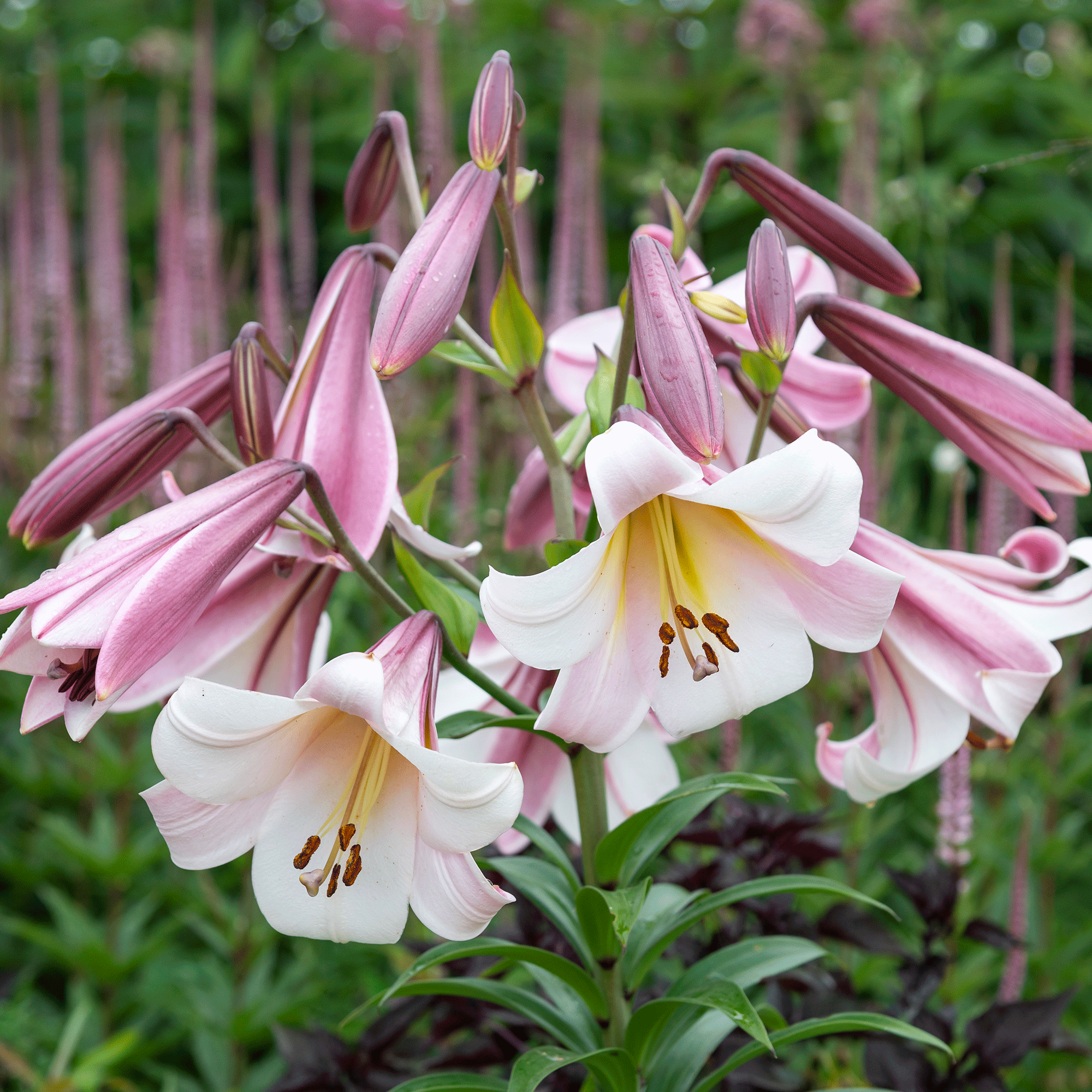 Lillies in garden 