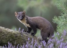 The Pine Marten: 'The species seems to kill for pleasure, the waste and effort of which is difficult to comprehend in evolutionary terms'.