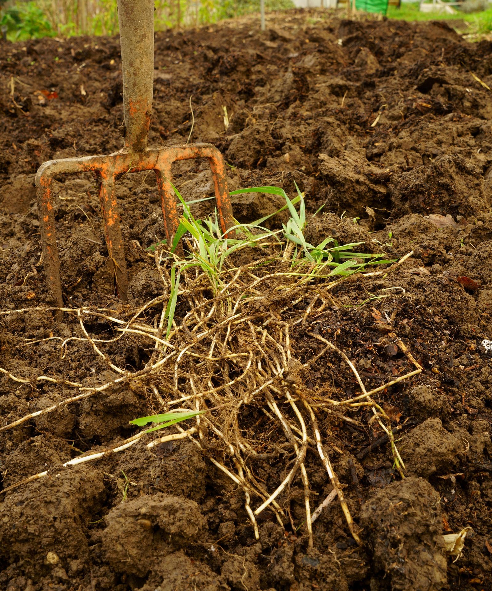 Killing grass in flower beds 5 methods for success Gardeningetc