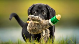 Black lab puppy holding toy duck