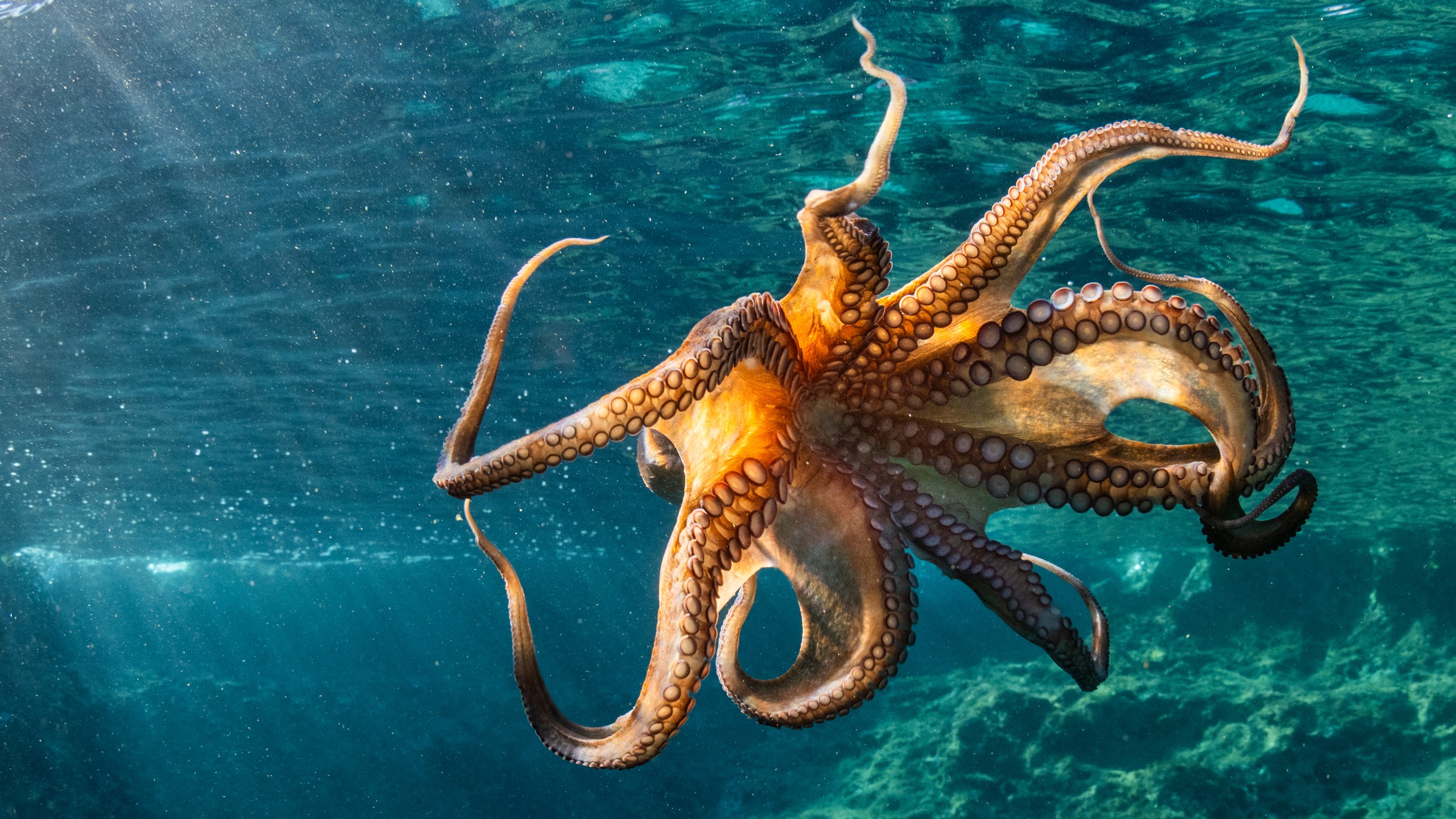 A beautiful scenery of an octopus swimming in the Adriatic Sea as an underwater photographer and scuba diver captures its graceful movement.