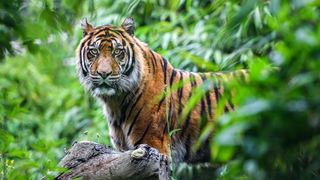 Close-up of a Sumatran tiger in a jungle.