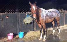 burned-horse.jpg