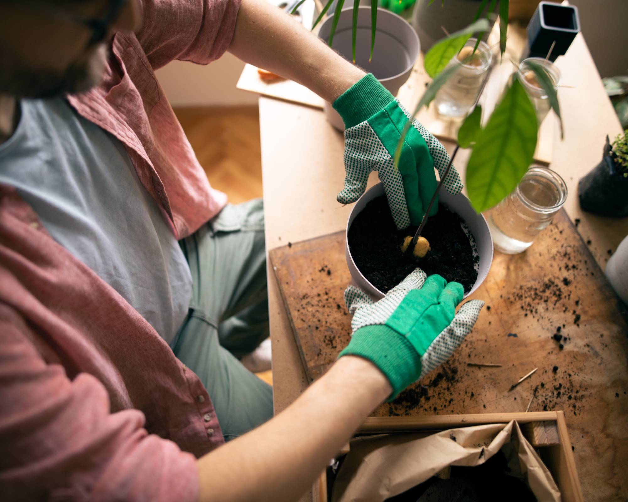 Man transplanting avocado plant to larger pot