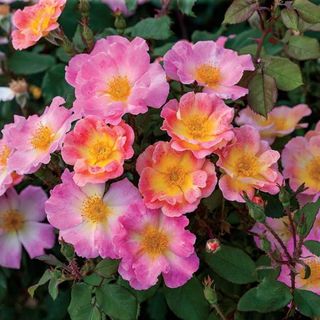 Watercolors Home Run Dormant Bare Root Shrub Rose, Includes One Dormant Plant Per Order