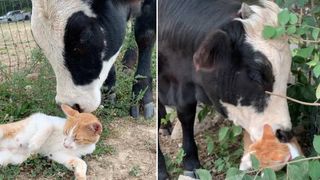 Cat and cow strike up an unlikely friendship