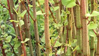 stems of Japanese knotweed