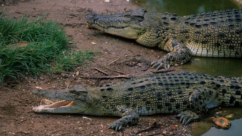 Australia, Darwin, Crocodylus Park (museum &amp; Research Center), Saltwater Crocodiles. 