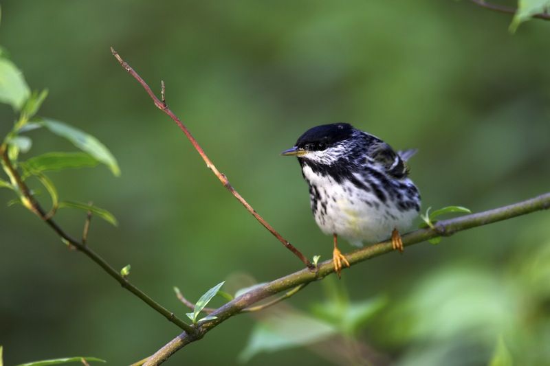 blackpoll warbler