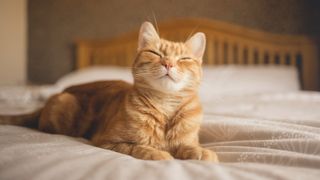 Ginger cat looking happy while lying on a bed