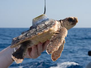 Tag and release sea turtle