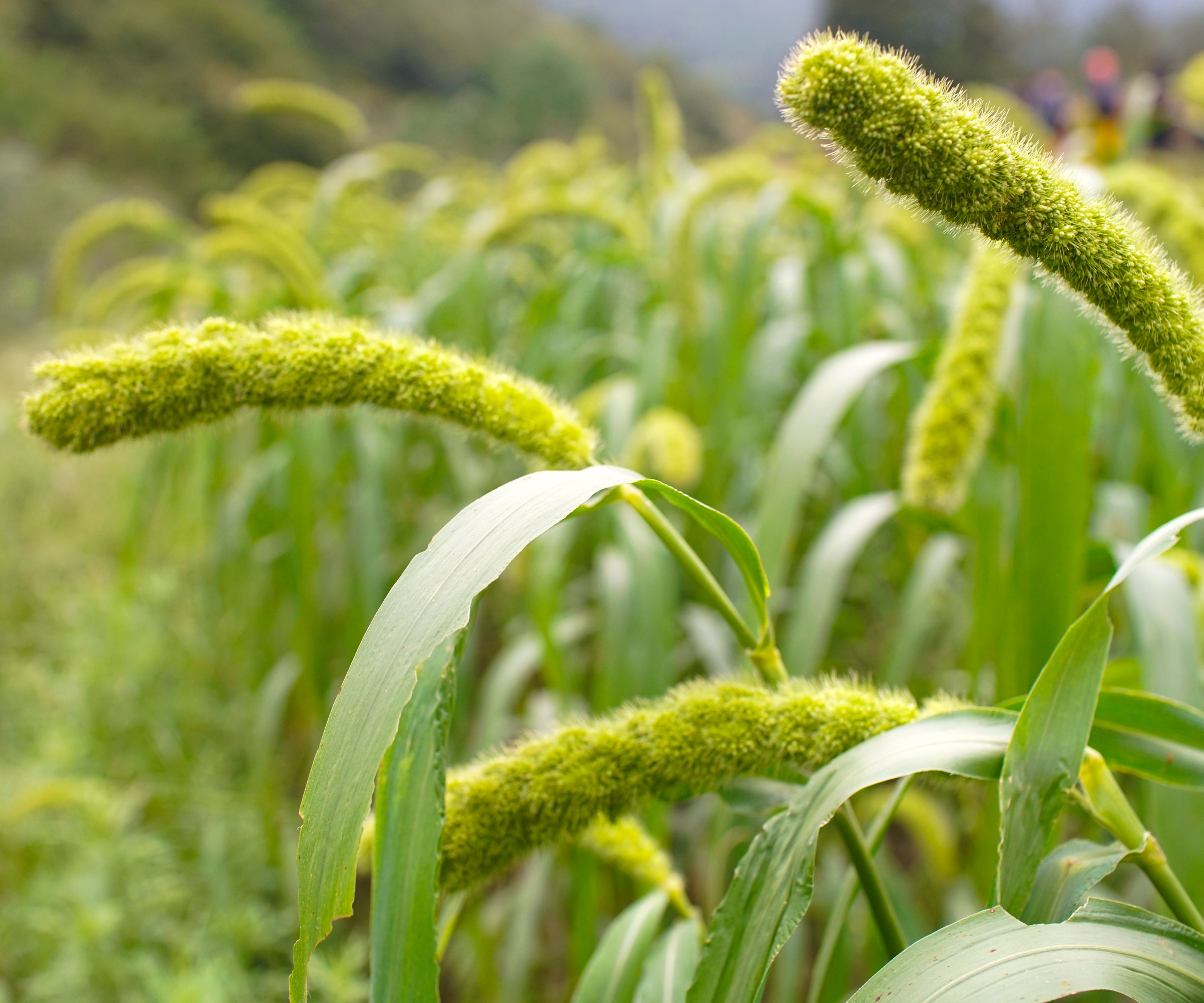 young green pearl millet plants in garden