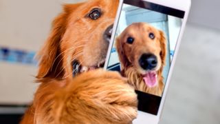 best ways to memorialize your pet — dog holding phone