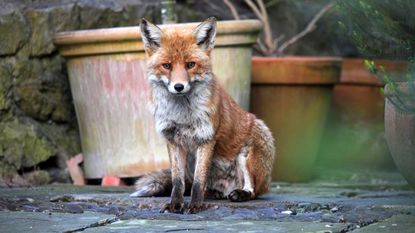 Urban fox (vulpes vulpes) in garden 