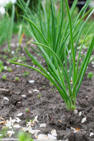 Growing spring onions