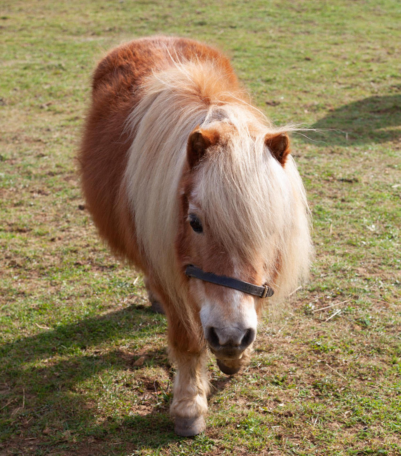 shetland2