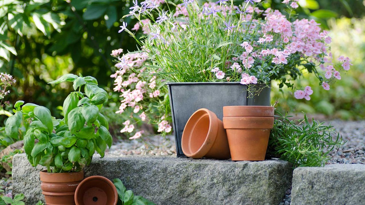 flowers in plant pots