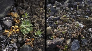 A side by side comparison of two plants