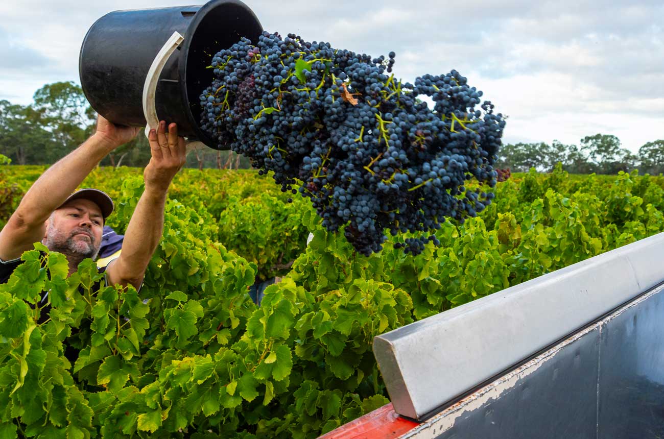 Harvesting old vine Grenache at Lake Breeze