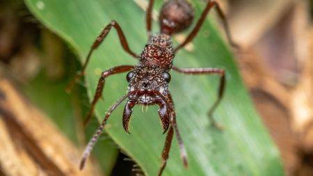 A close-up picture of a bullet ant displaying its fangs while standing on a leaf.