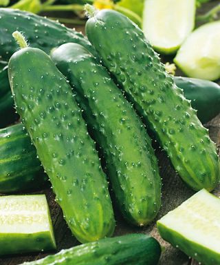 Cucumber Bush Champion fruits at harvest