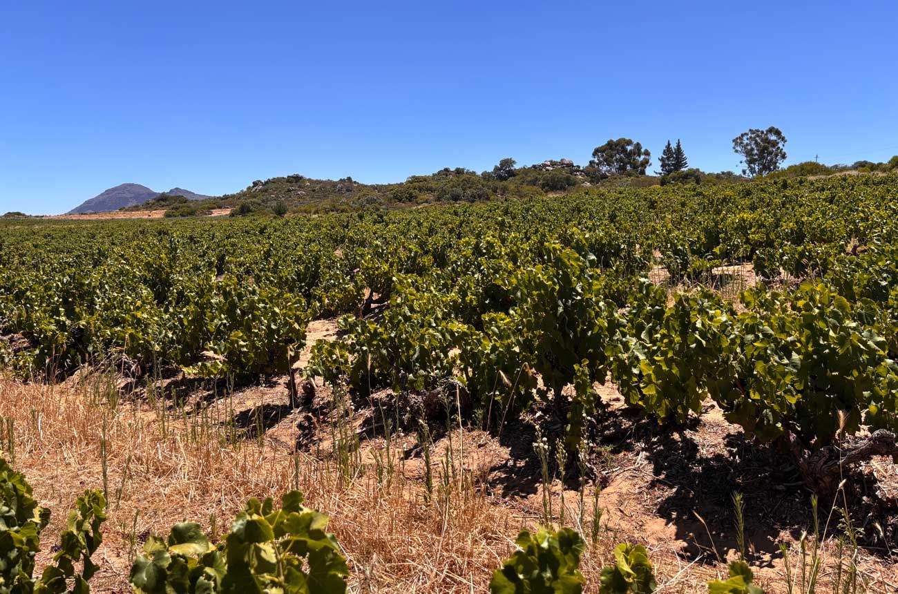Old bush-vine Grenache vineyard in Piekenierskloof, South Africa