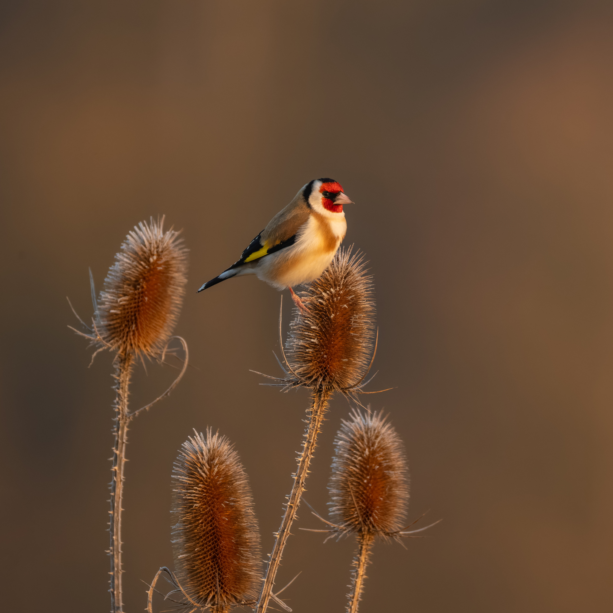 Goldfinch on teasel plant.