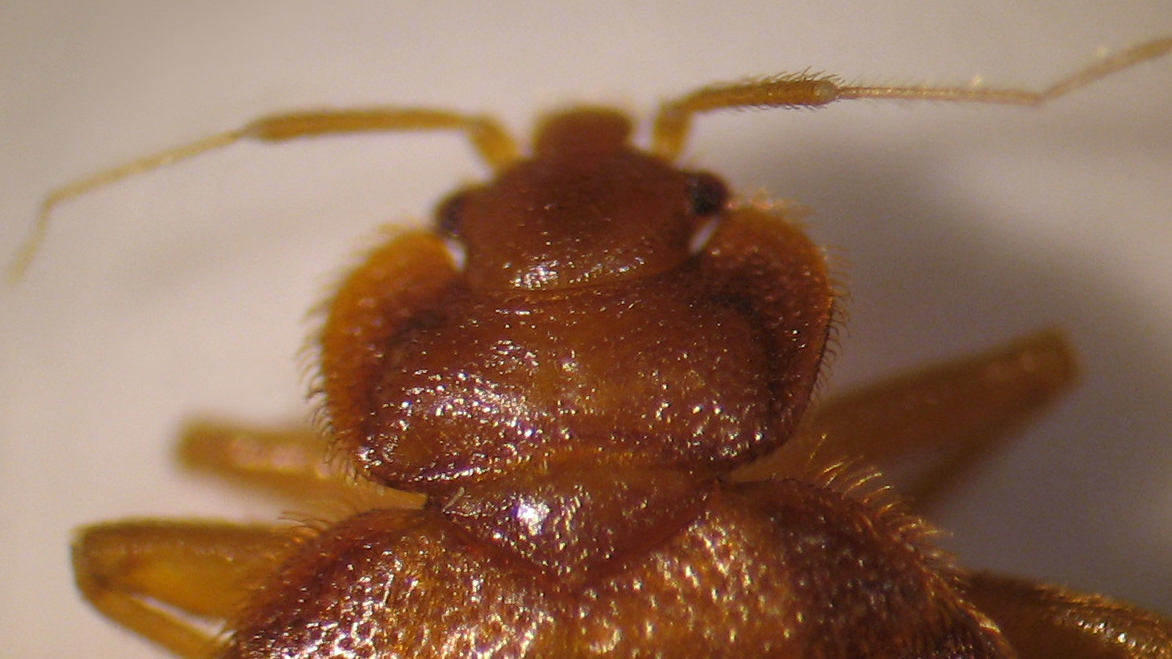 A photo of Cimex lectularius, a species of bed bug.