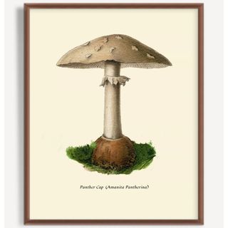 Mushroom Study Wall Art